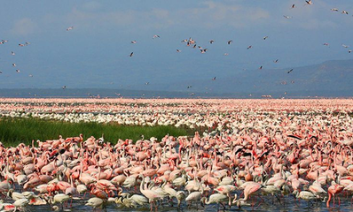 Pink flamingos at lake Nakuru