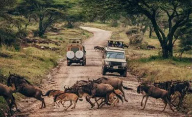 Gnus crossing a road