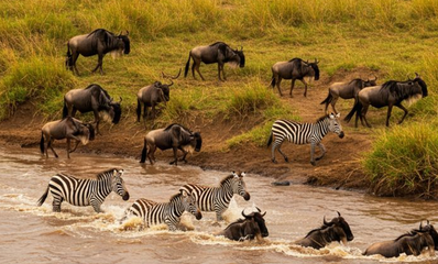 Gnus and Zebras in the river
